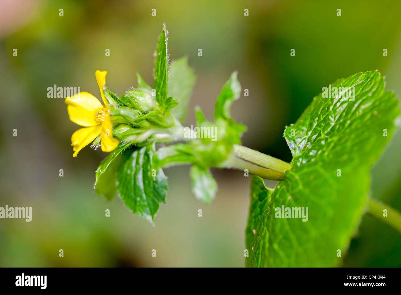 Açores buttercup, Ranunculus cortusifolius (Smörblomma) Banque D'Images