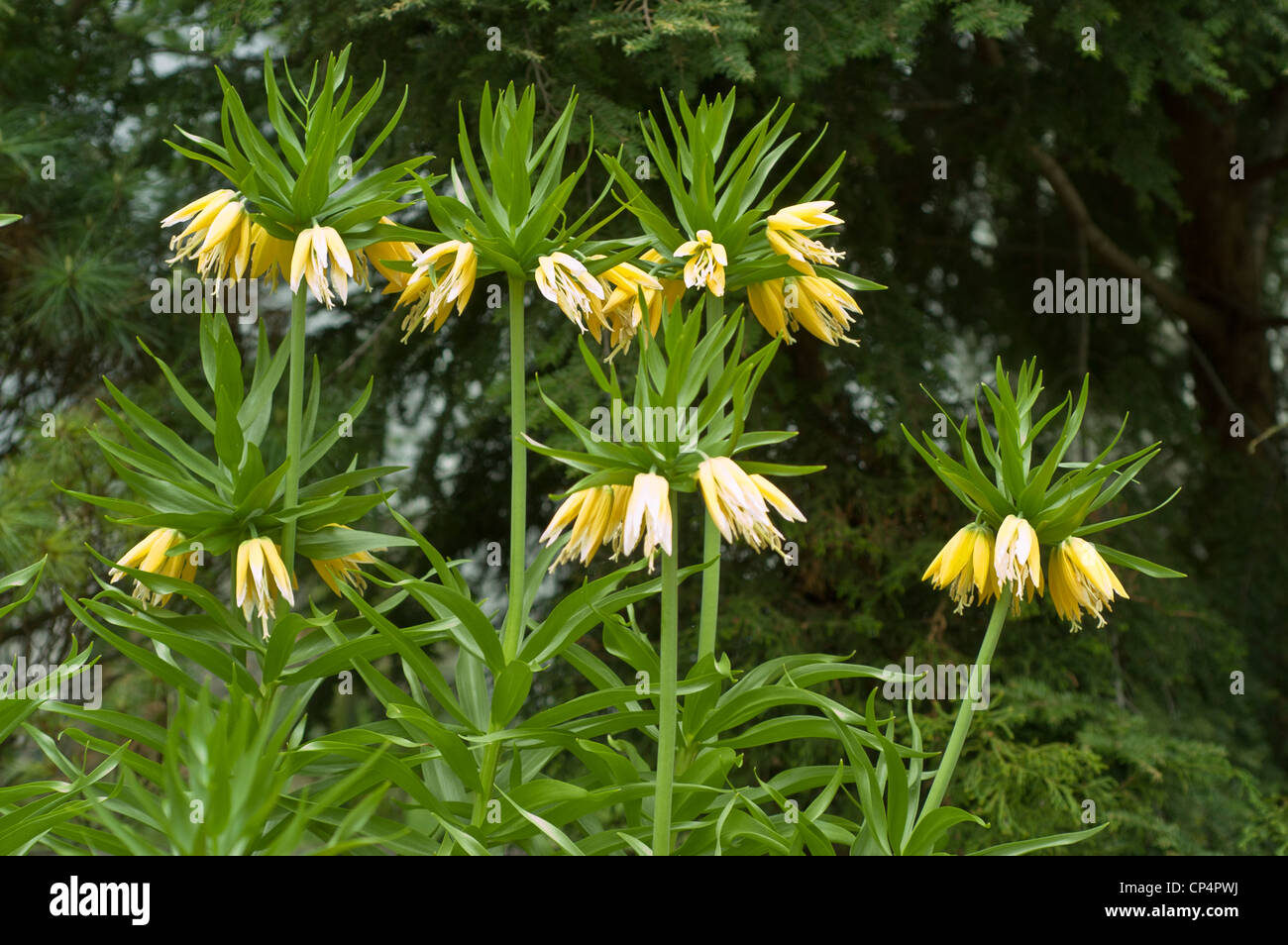 Fleurs jaunes de couronne impériale, Kaisers couronne, Fritillaria imperialis, Liliaceae, Banque D'Images