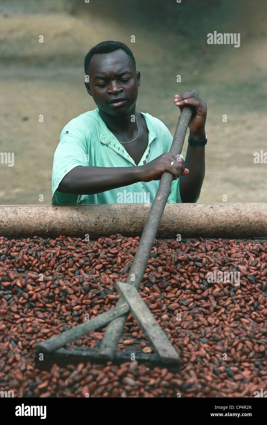 Cameroun - autour d'Ebolowa. Le cacao de séchage Banque D'Images