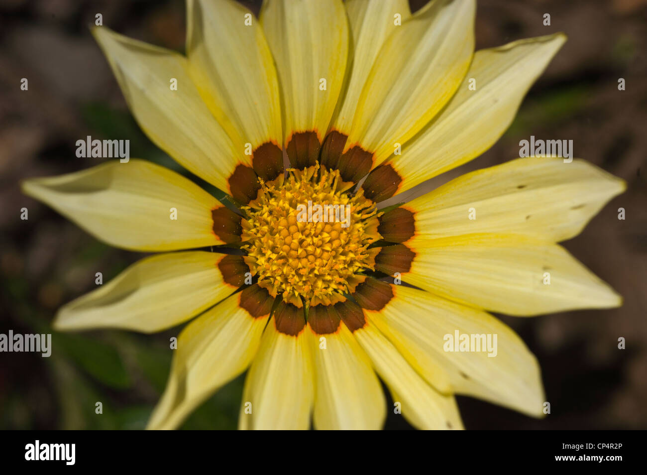 Gazania jaune pale flower, Close up Banque D'Images