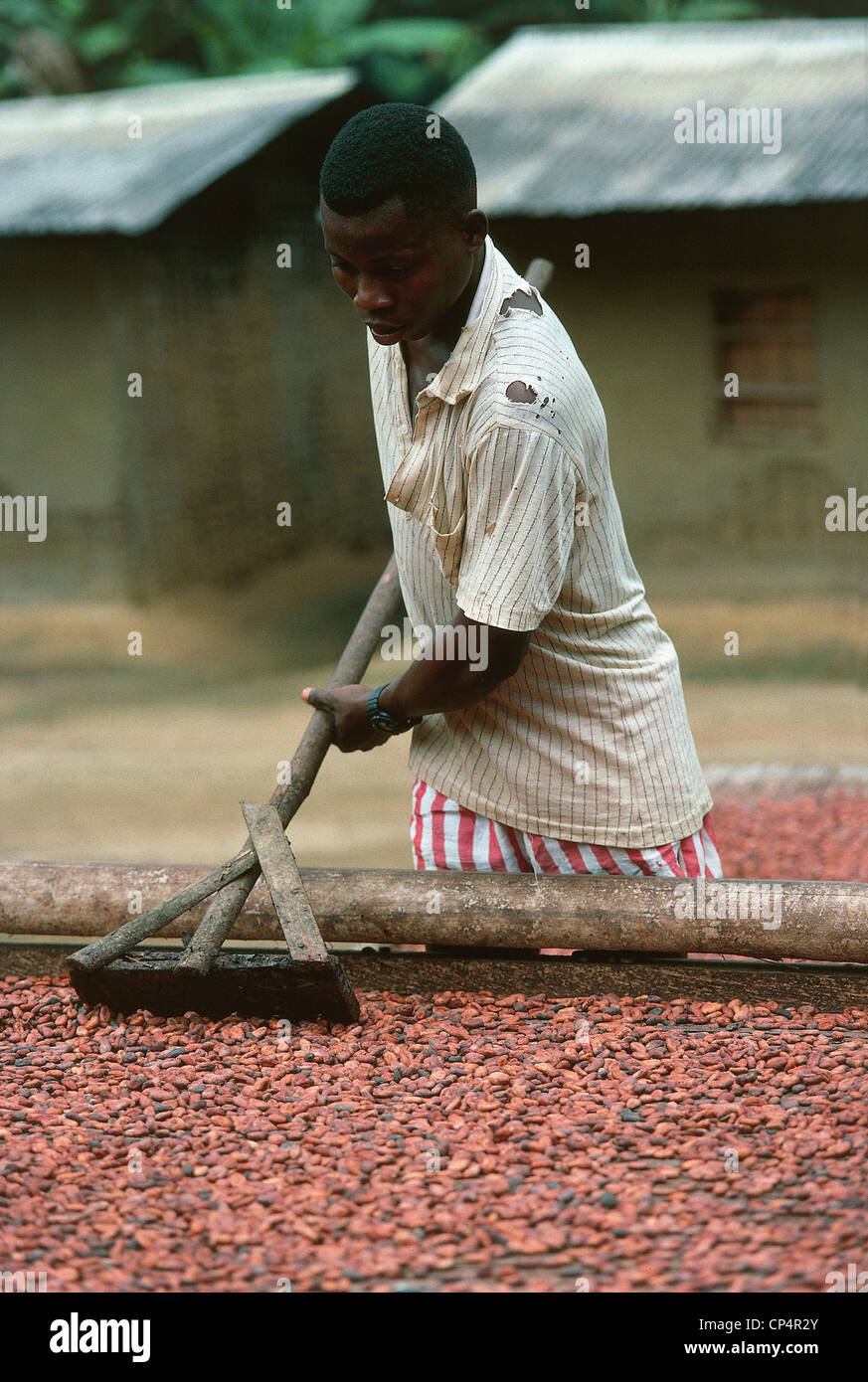 Cameroun - autour d'Ebolowa. Le séchage du cacao. Banque D'Images