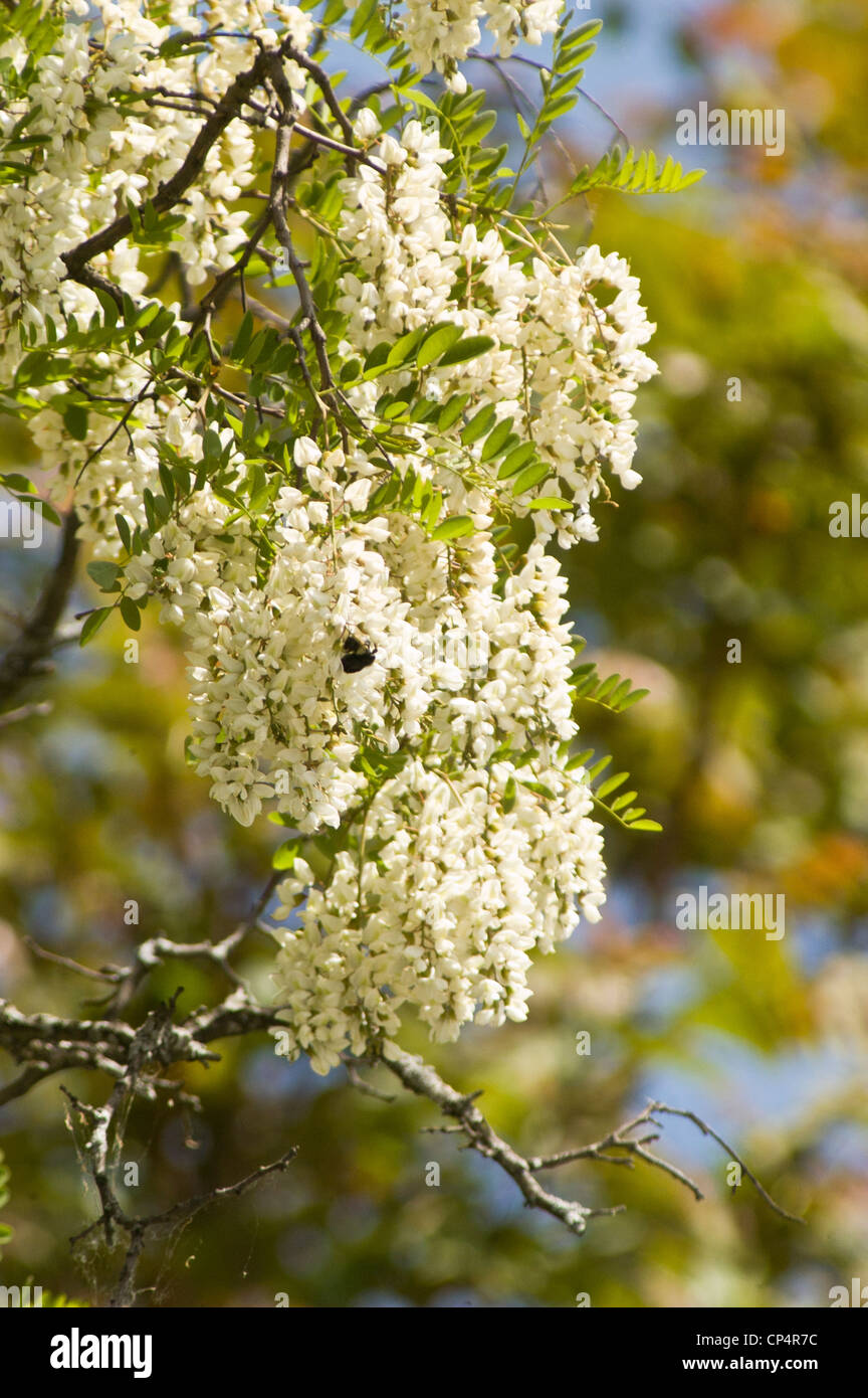 Fleurs blanches de plante grimpante Glycine Banque D'Images