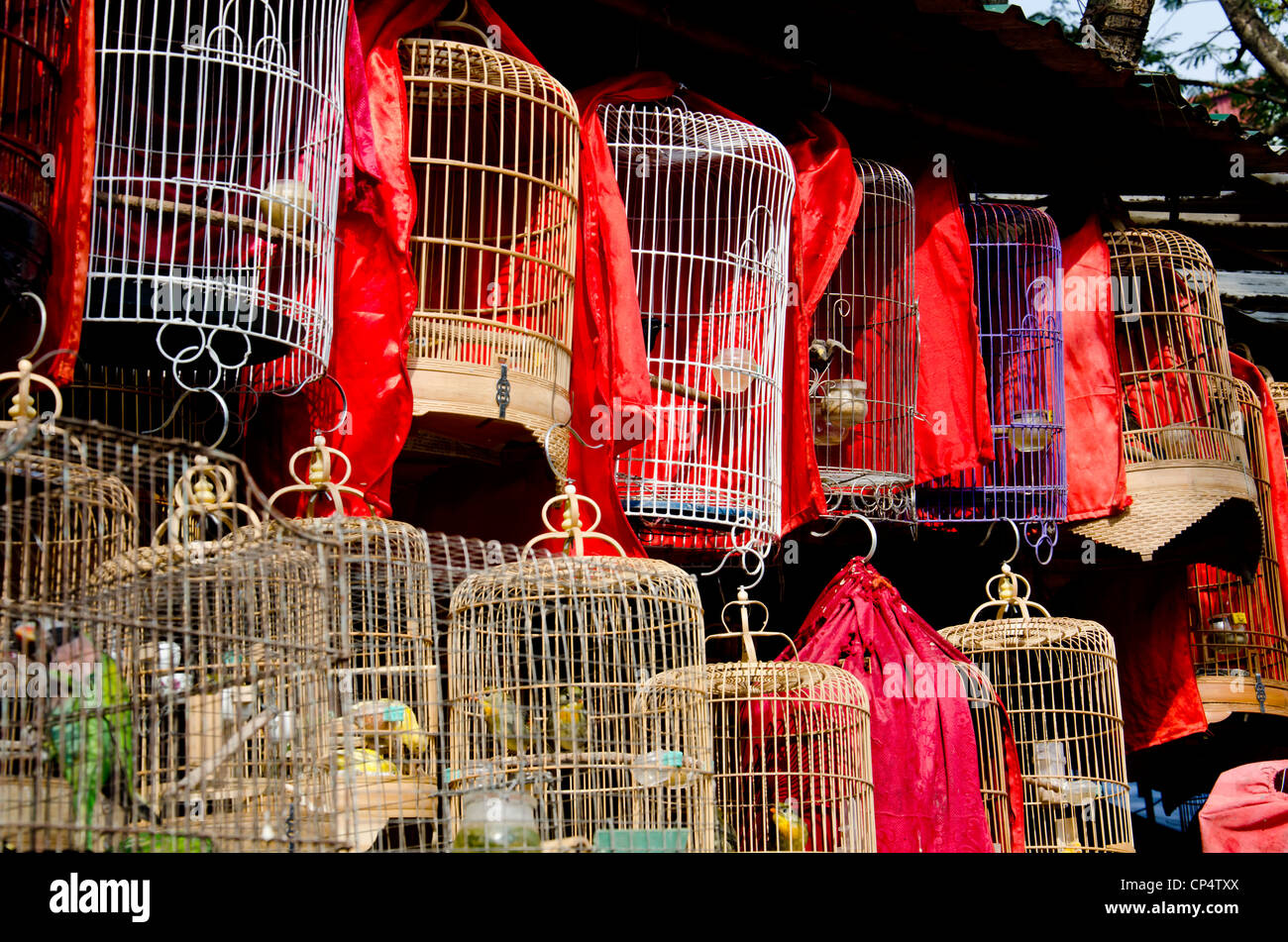 Cage à Oiseaux Oiseaux Exotiques à Vendre Dans La Vieille