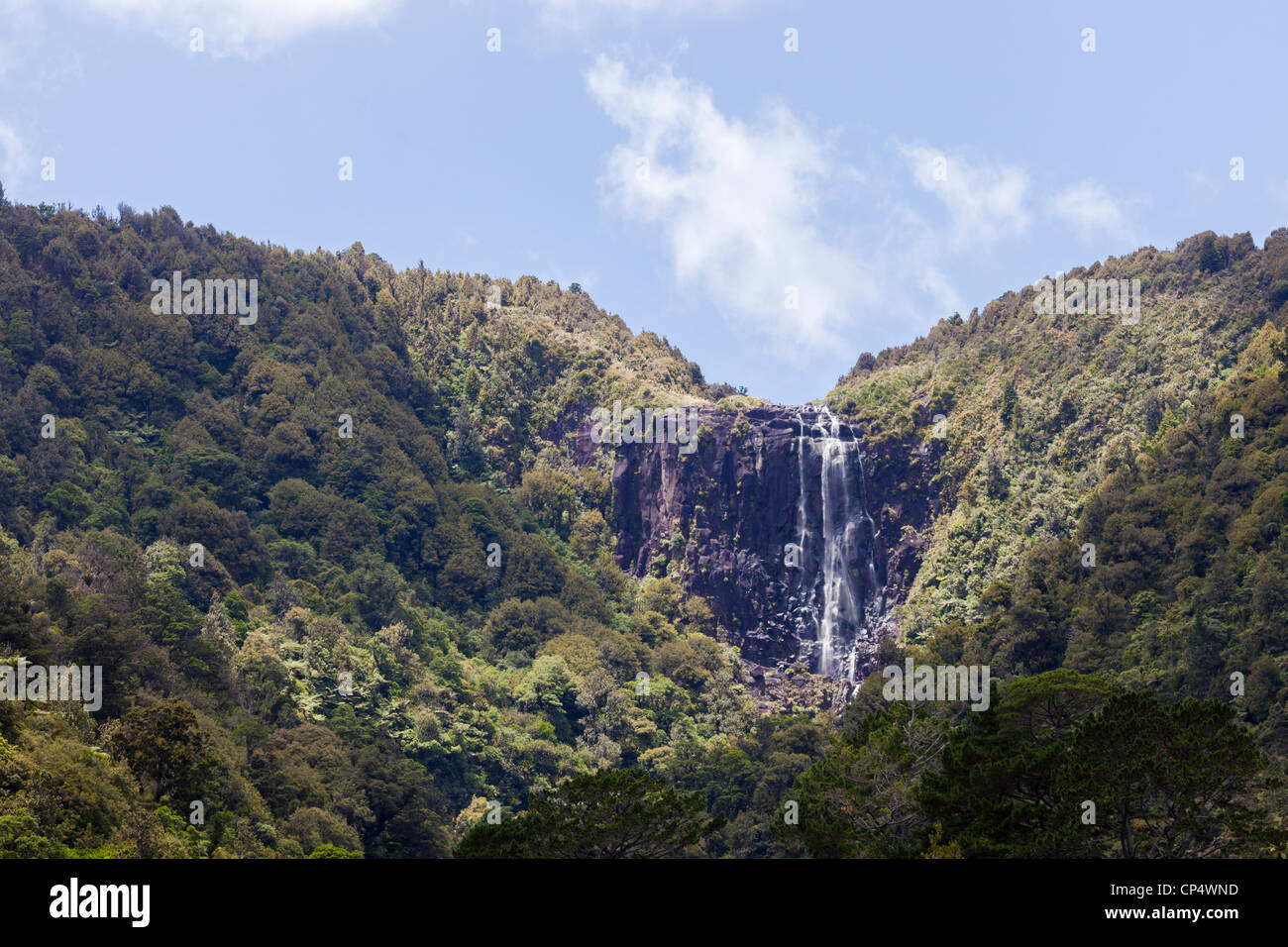 Wairere Falls Cascade et forêt environnante dans Wairere Falls Scenic Reserve, Gordon, Waikato, Nouvelle-Zélande, Océanie Banque D'Images