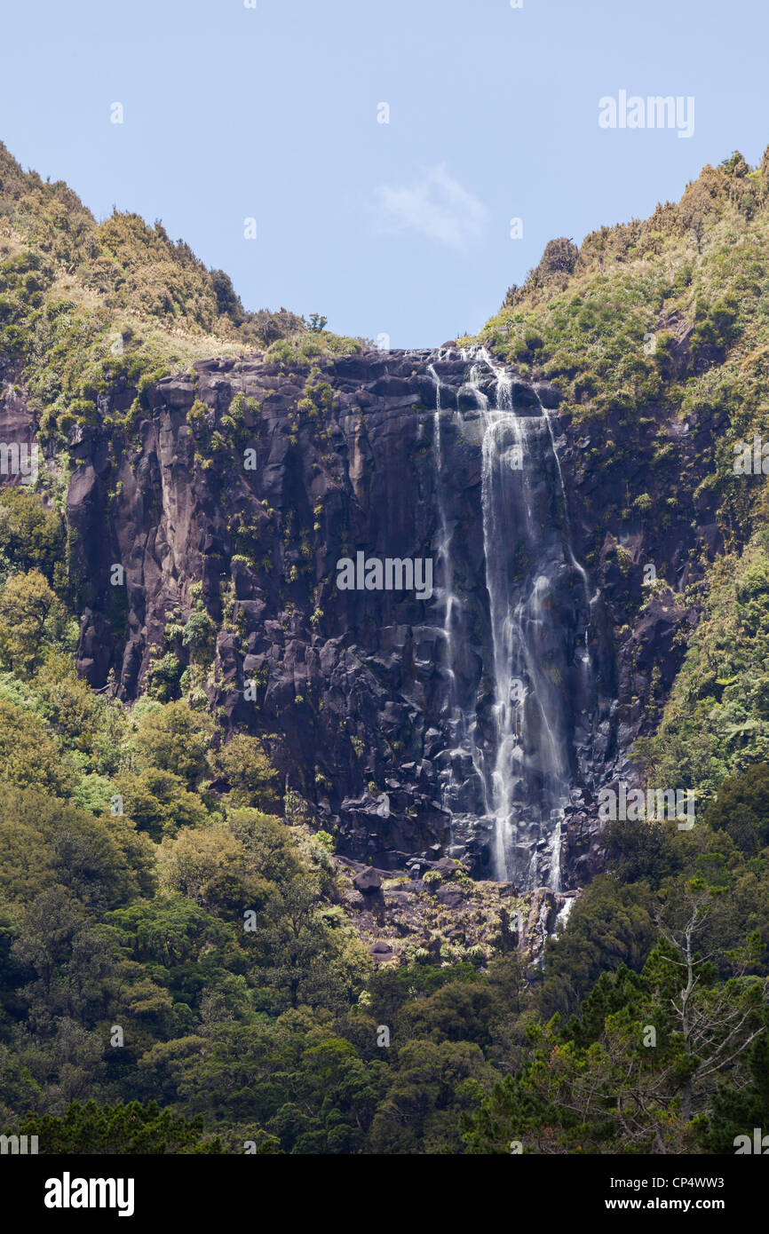 Wairere Falls Cascade et forêt environnante dans Wairere Falls Scenic Reserve, Gordon, Waikato, Nouvelle-Zélande, Océanie Banque D'Images