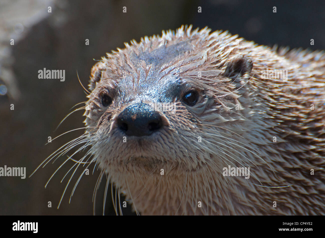 Close-up d'une loutre du Canada. Banque D'Images