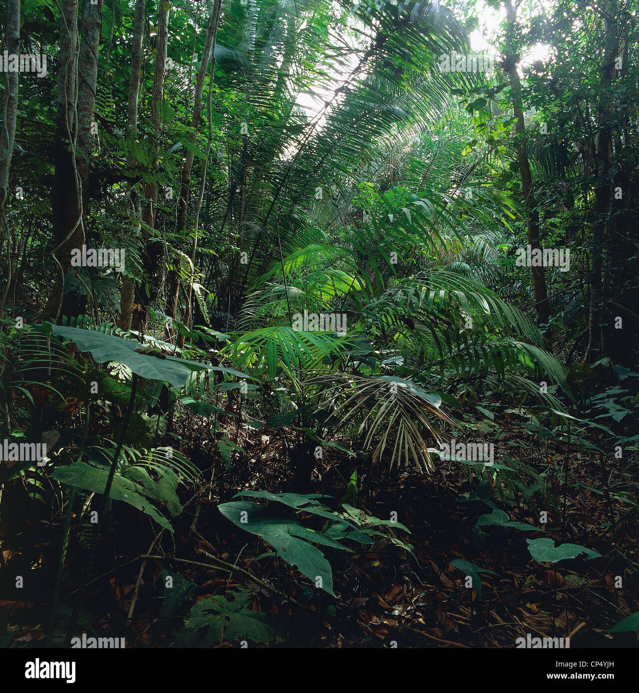 Côte d'Ivoire - Maraoue - Parc National de forêt-galerie, racines soutenir le tronc d'un arbre. Banque D'Images