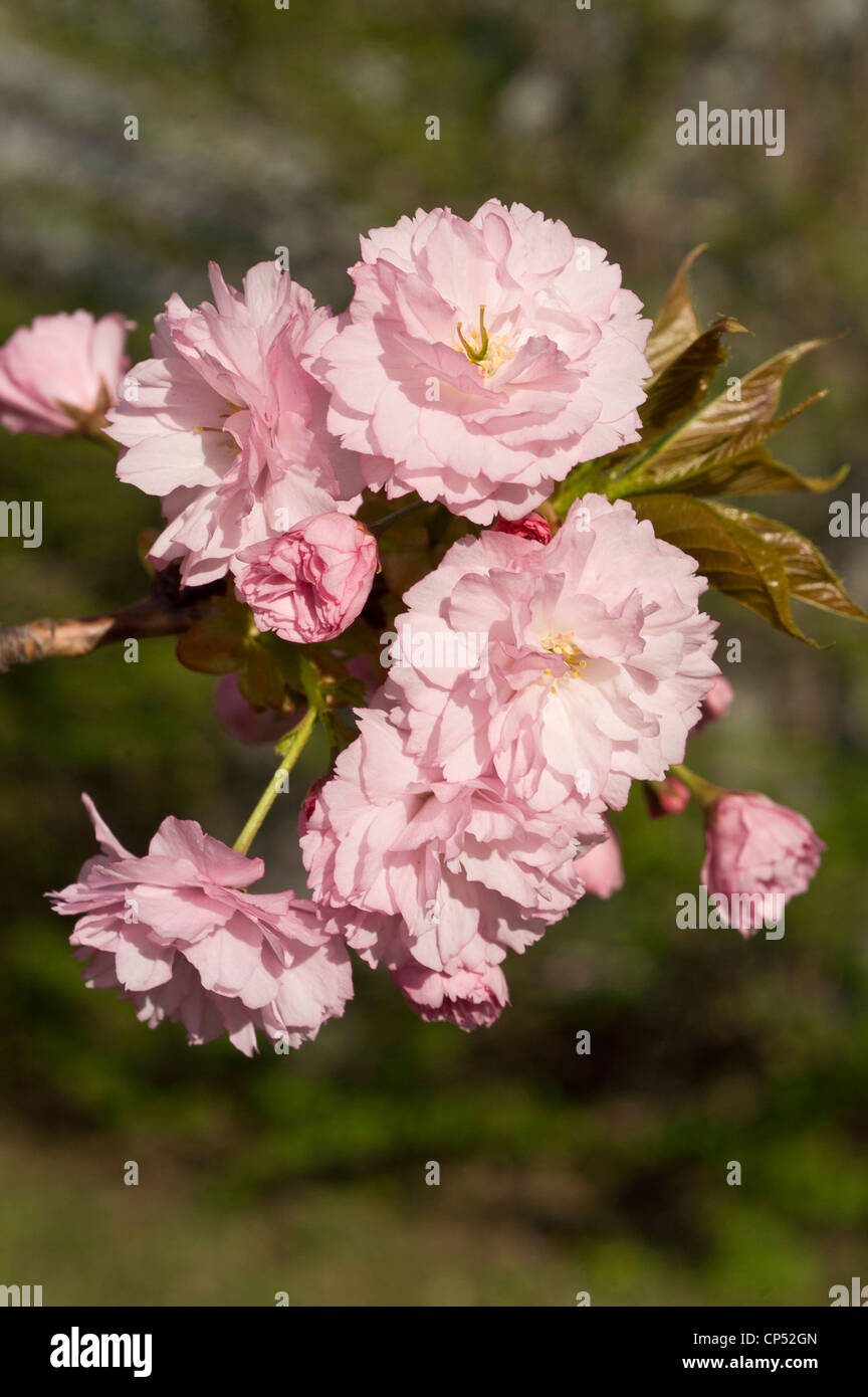 Blanc Rose close up d'apple des boutons de fleurs. Banque D'Images