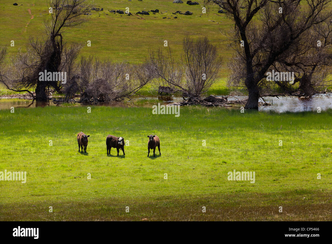 Gamme de pâturage des vaches Black Angus - California USA Banque D'Images