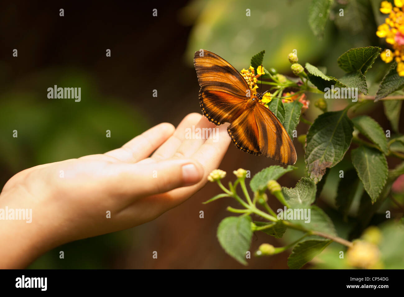 La main de l'enfant touchant un beau chêne Tiger papillon sur fleur. Banque D'Images