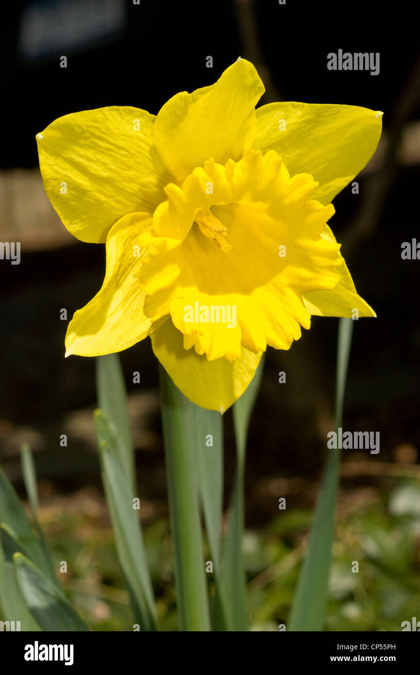 Un jaune jonquille close up, Golden Harvest Banque D'Images