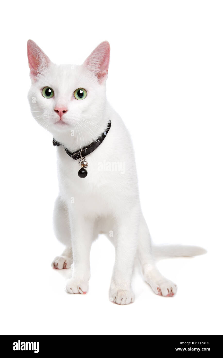 Chat Ragdoll avec des yeux verts sur fond blanc Photo Stock - Alamy