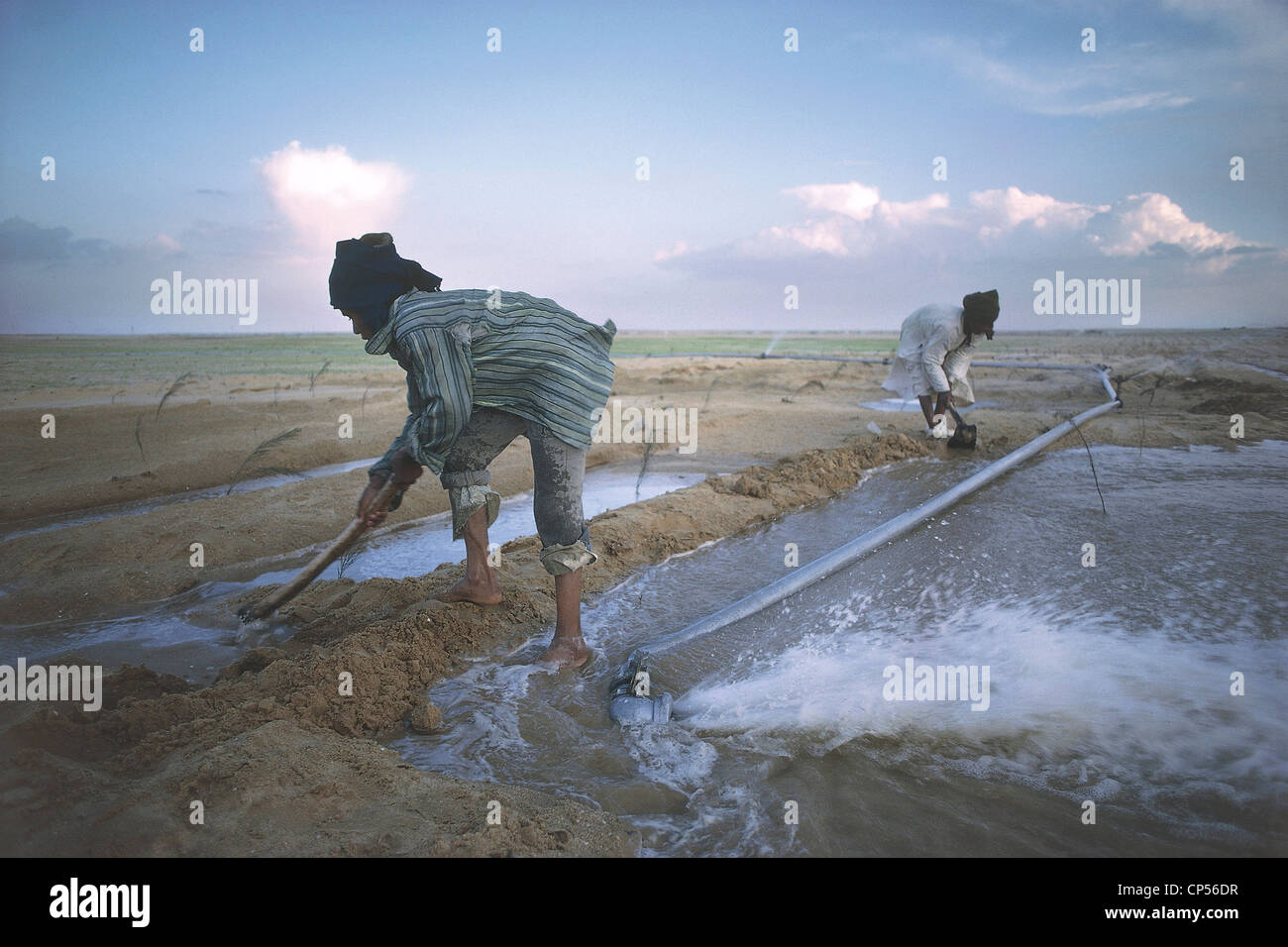 Égypte - Le Caire - Sahara oriental. L'irrigation dans un champ de mise en valeur des terres dans le désert. Banque D'Images