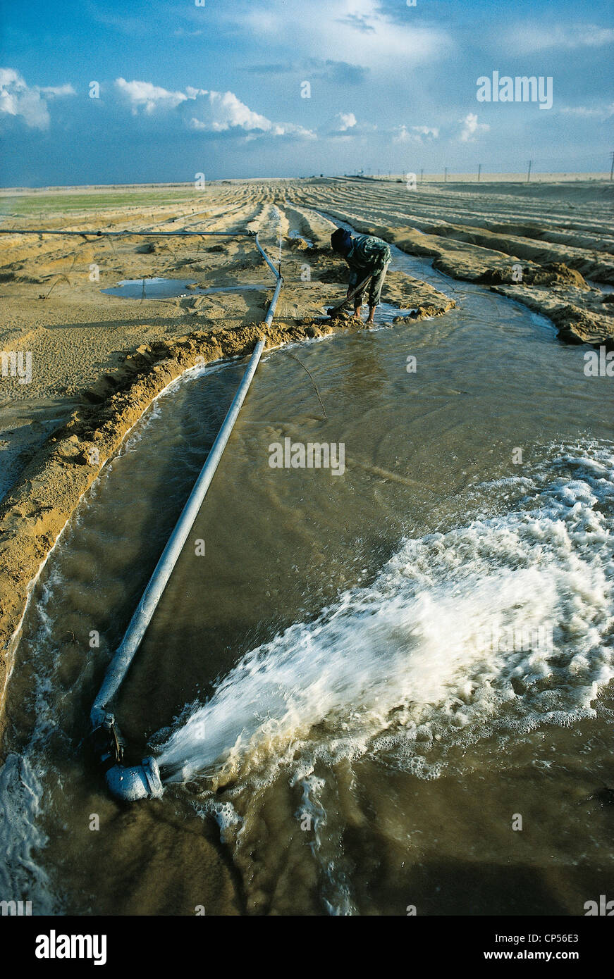 Egypte - désert du Sahara, de l'irrigation dans un champ de mise en valeur des terres. Banque D'Images
