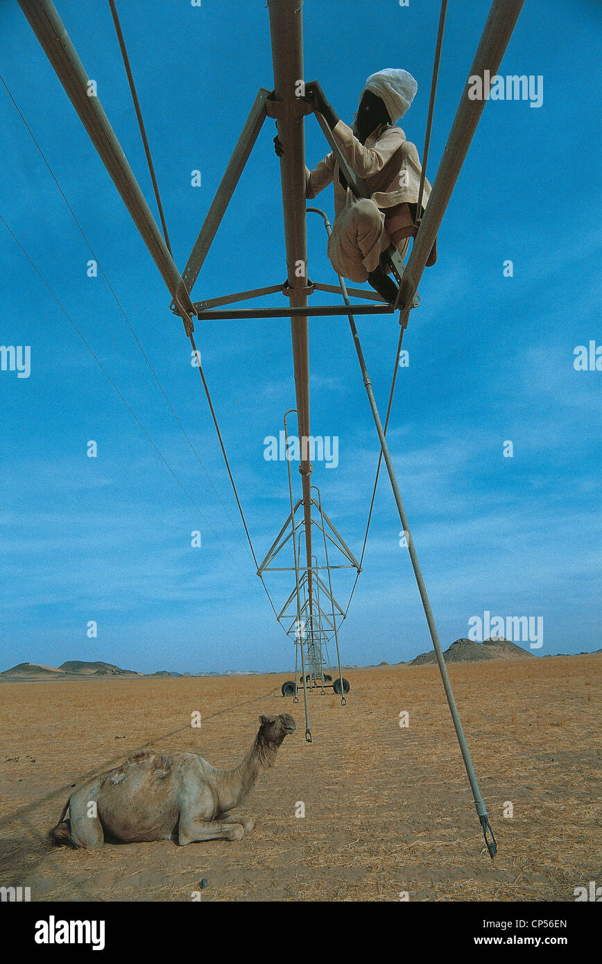 Egypte - l'irrigation. Banque D'Images