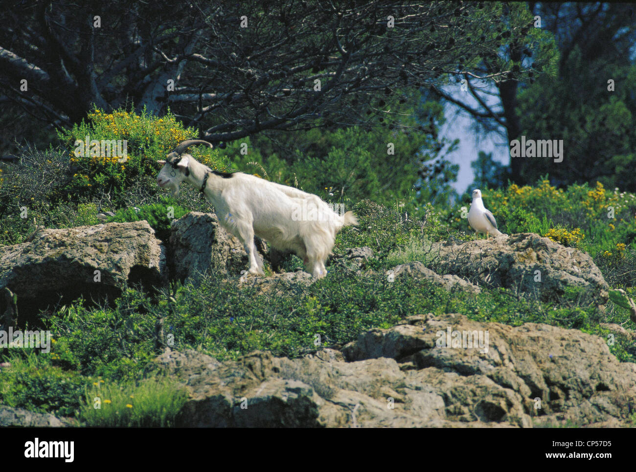 La Toscana Elba Cage et au Chèvre Bleu Port d'accueil Banque D'Images