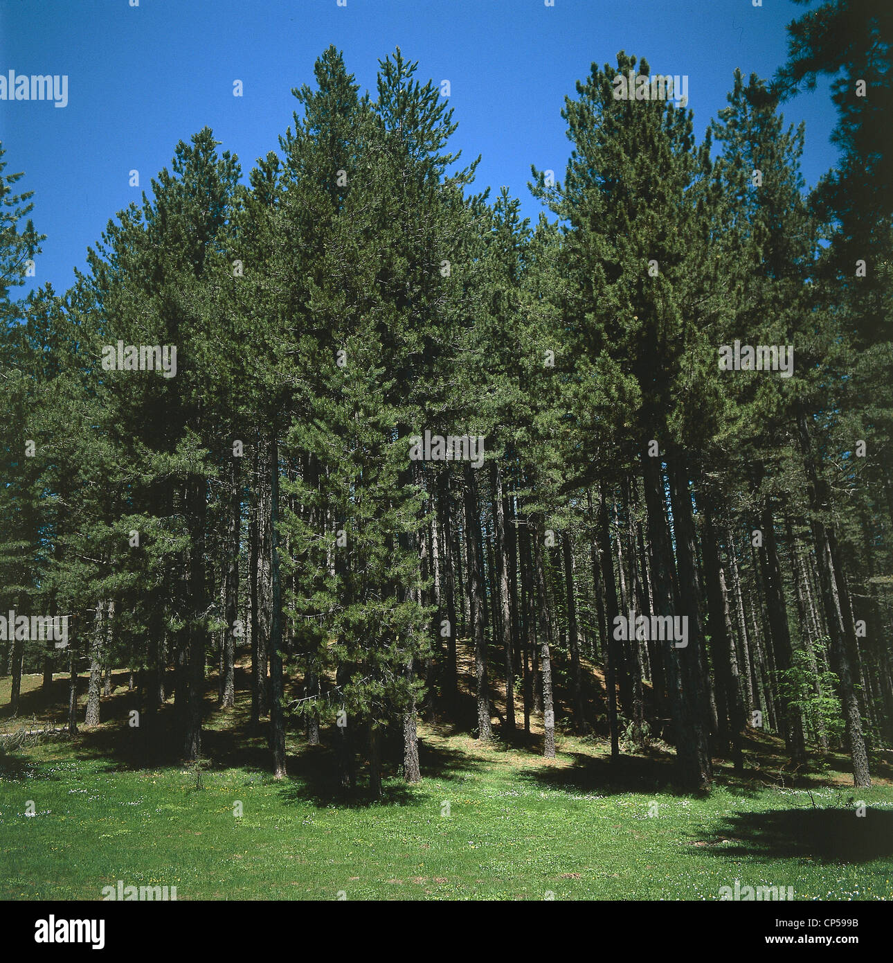 Calabre - Parc National de Sila, Sila Grande. Forêt de pin pins (Pinus laricio de Calabre) Banque D'Images