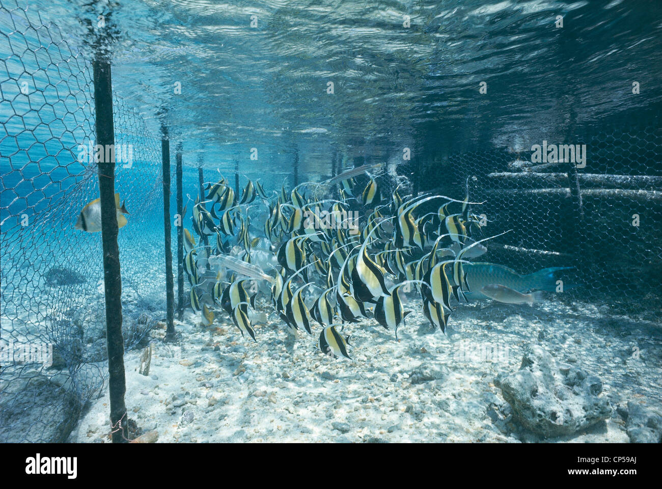 Polynésie française archipel des Tuamotu O ASUTUA PAUMOTU, Island, parc aquatique, poissons papillon Banque D'Images