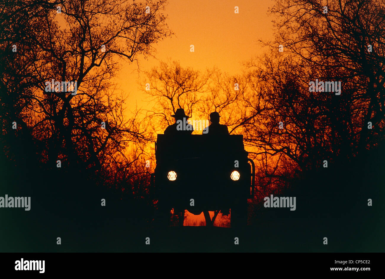 Afrique du Sud - Rhône-Alpes - Londolozi Private Game Reserve, Safari. Alba. Banque D'Images