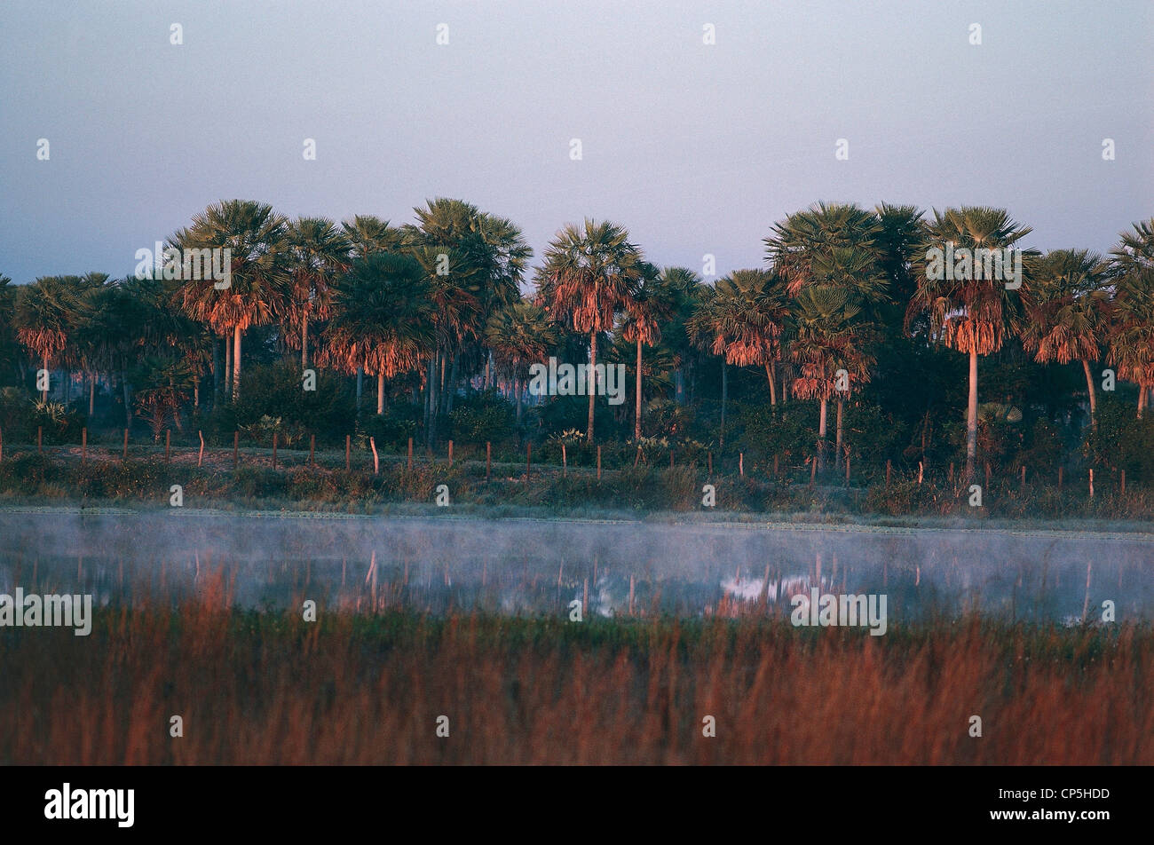 Paraguay - Le Chaco - Président Hayes. Palm Grove. Le coucher du soleil. Banque D'Images