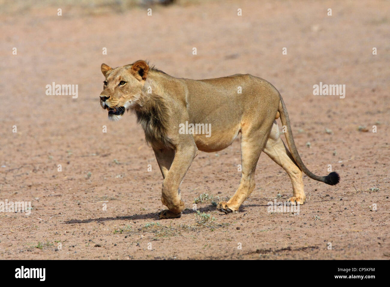 Young male lion courir sur terrain ouvert Banque D'Images