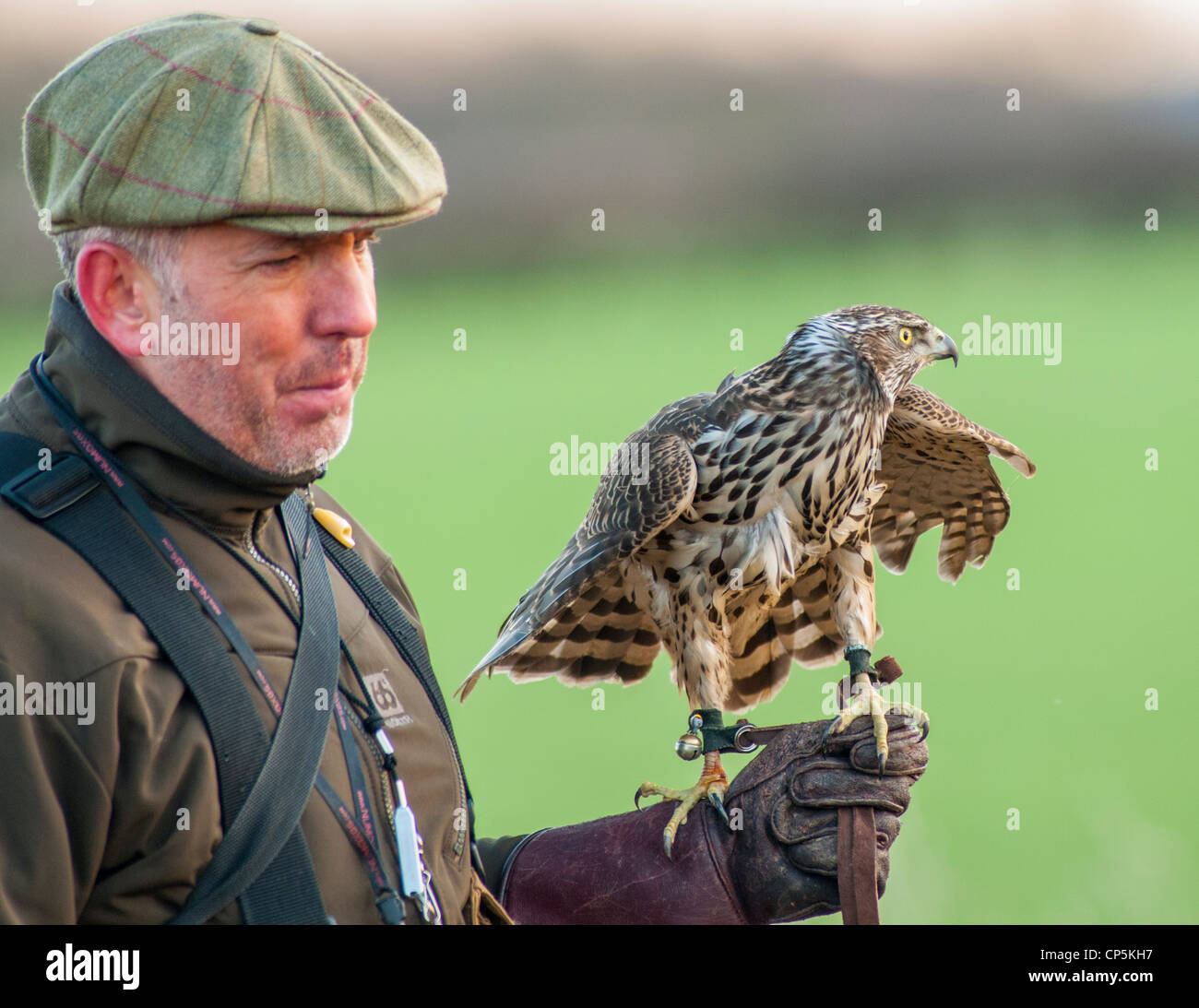 Un Autour des palombes sur les fauconniers gant poignet lors d'une chasse jours en Angleterre Banque D'Images