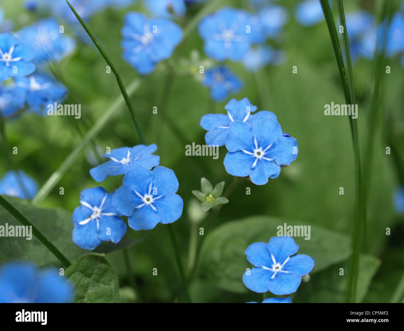 Close-up d'un Brunnera macrophylla / ne m'oublie pas Großblättrigen Kaukasusvergissmeinnicht / Nahaufnahme von Banque D'Images