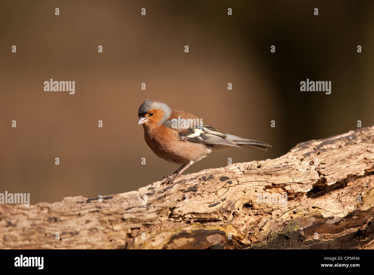 Le Chaffinch (Fringilla coelebs), appelé aussi par une grande variété d'autres noms, est une espèce de passereau de la famille des F Banque D'Images