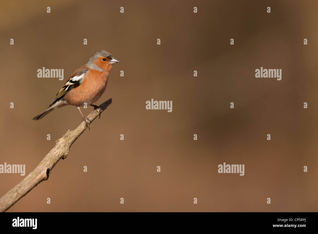 Le Chaffinch (Fringilla coelebs), appelé aussi par une grande variété d'autres noms, est une espèce de passereau de la famille des F Banque D'Images