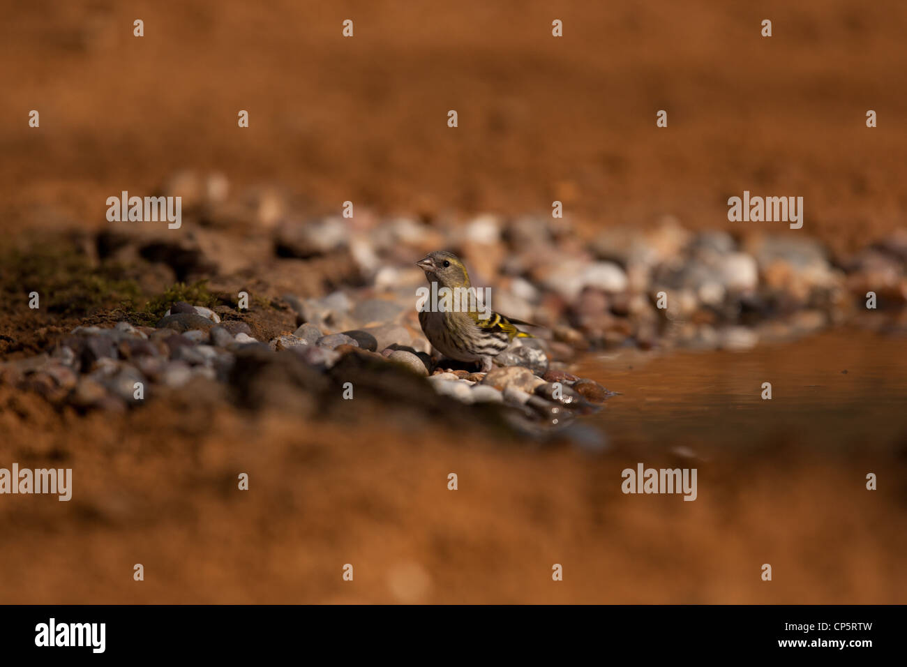 Le Tarin des pins (Carduelis spinus eurasienne) est une espèce de passereau de la famille des Fringillidae. Banque D'Images