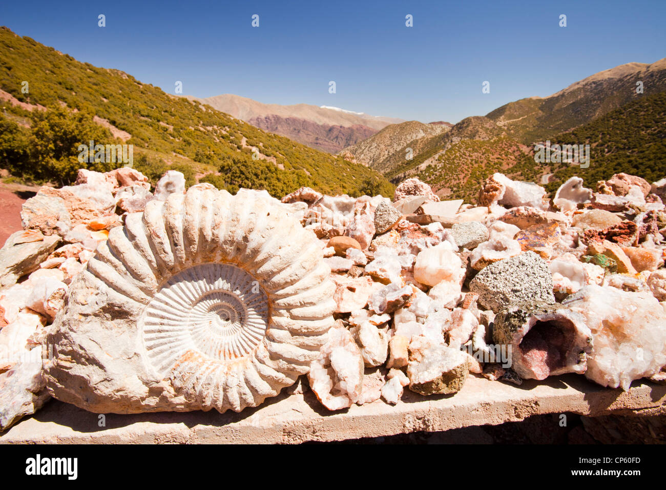 Fossiles d'ammonites sur un côté de la route sur un blocage dans l'Anti Atlas, au Maroc. Banque D'Images