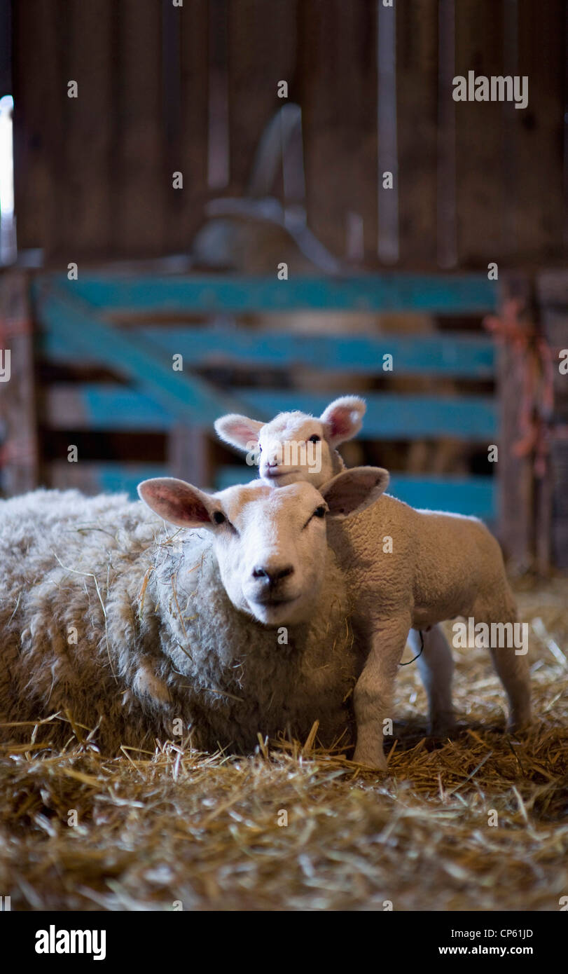 L'Allemagne, les moutons et l'agneau couché sur le foin en grange Banque D'Images