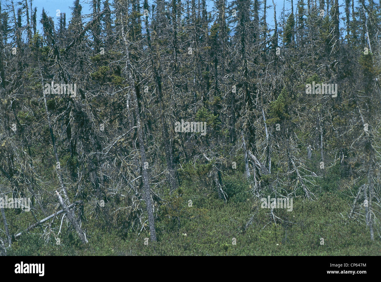 Parc national du Canada Terra-Nova Terre-Neuve Pluie acide Banque D'Images