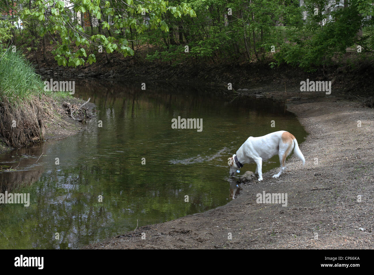 Un chien de boire dans un ruisseau. Banque D'Images