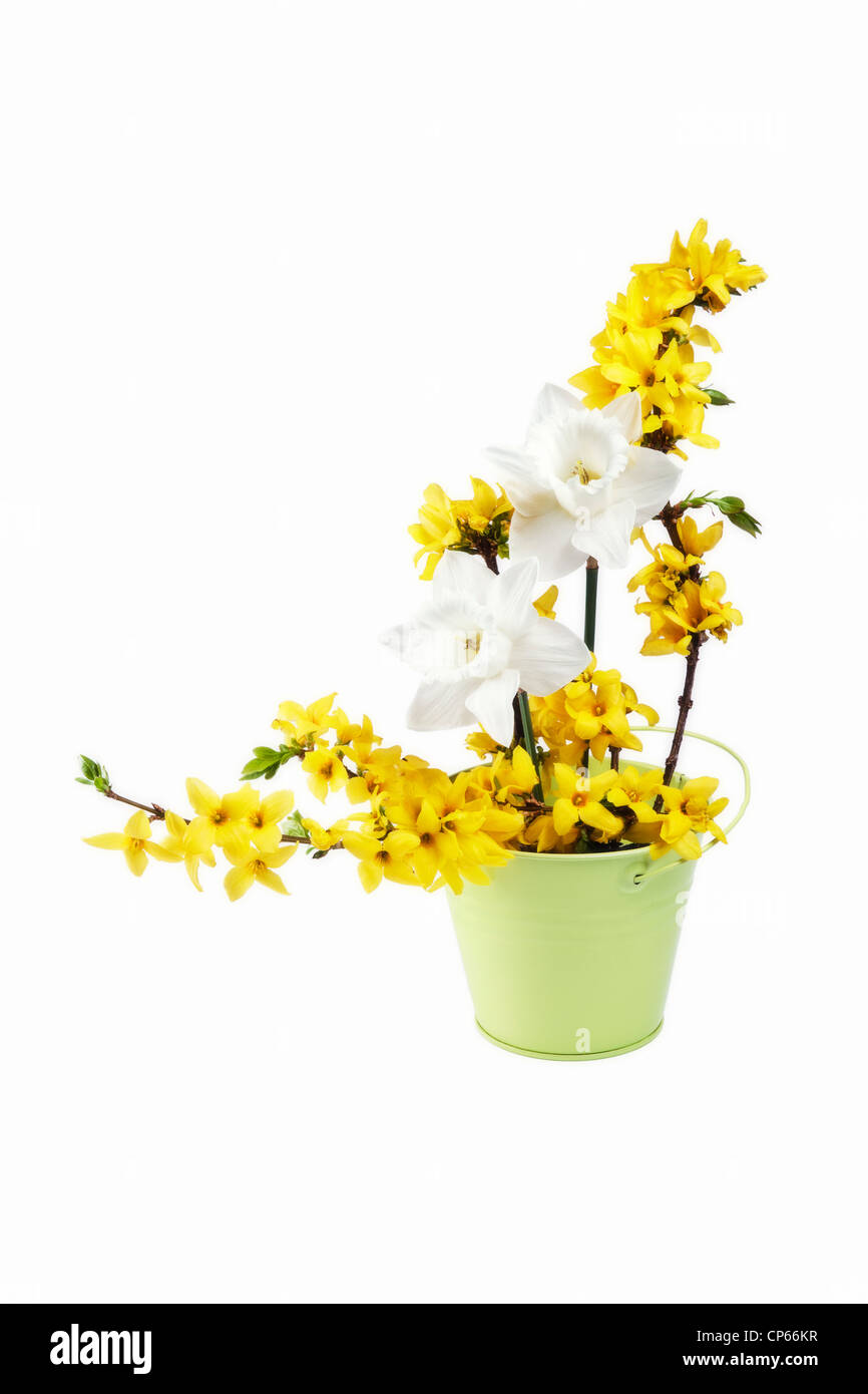 Arrangement de fleurs au printemps de jonquilles et de Forsythia Banque D'Images