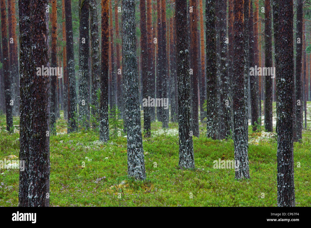 Pin sylvestre (Pinus sylvestris) couverts de lichen sur l'écorce des troncs d'arbres en forêt commerciale, dalarna, Suède Banque D'Images