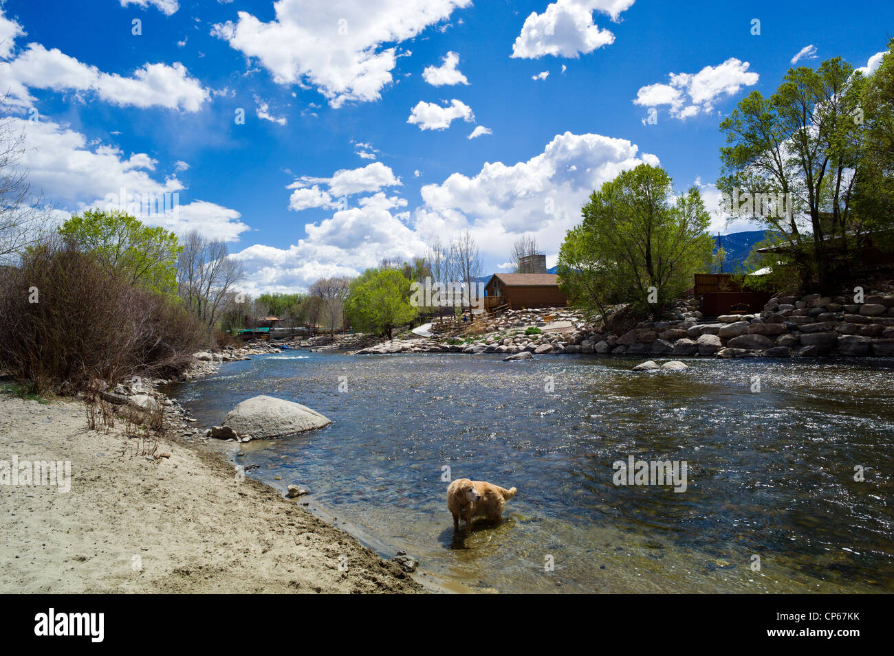 Ruby, un Golden Retriever dog, jouant aux côtés du soleil allumé Arkansas River, Salida, Colorado, USA Banque D'Images