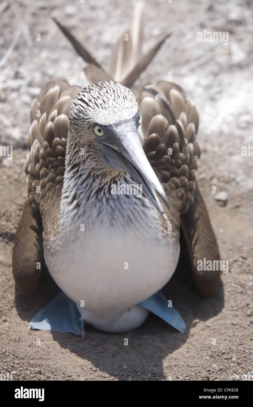 Blue Footed Boobies nichant sur l'île de la Plata au large de la côte du Pacifique de l'Équateur Banque D'Images