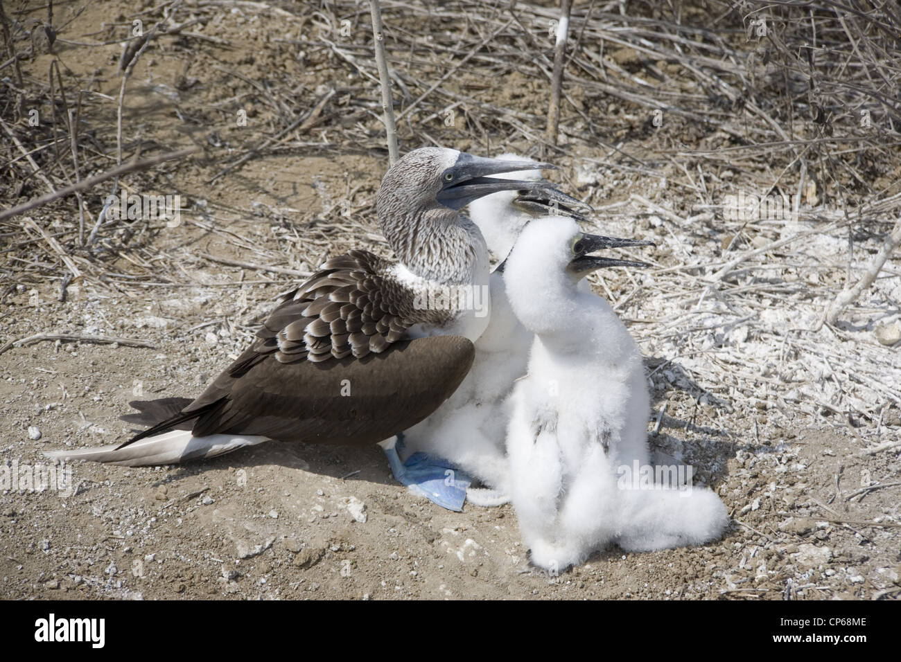 Blue Footed Boobies nichant sur l'île de la Plata au large de la côte du Pacifique de l'Équateur Banque D'Images