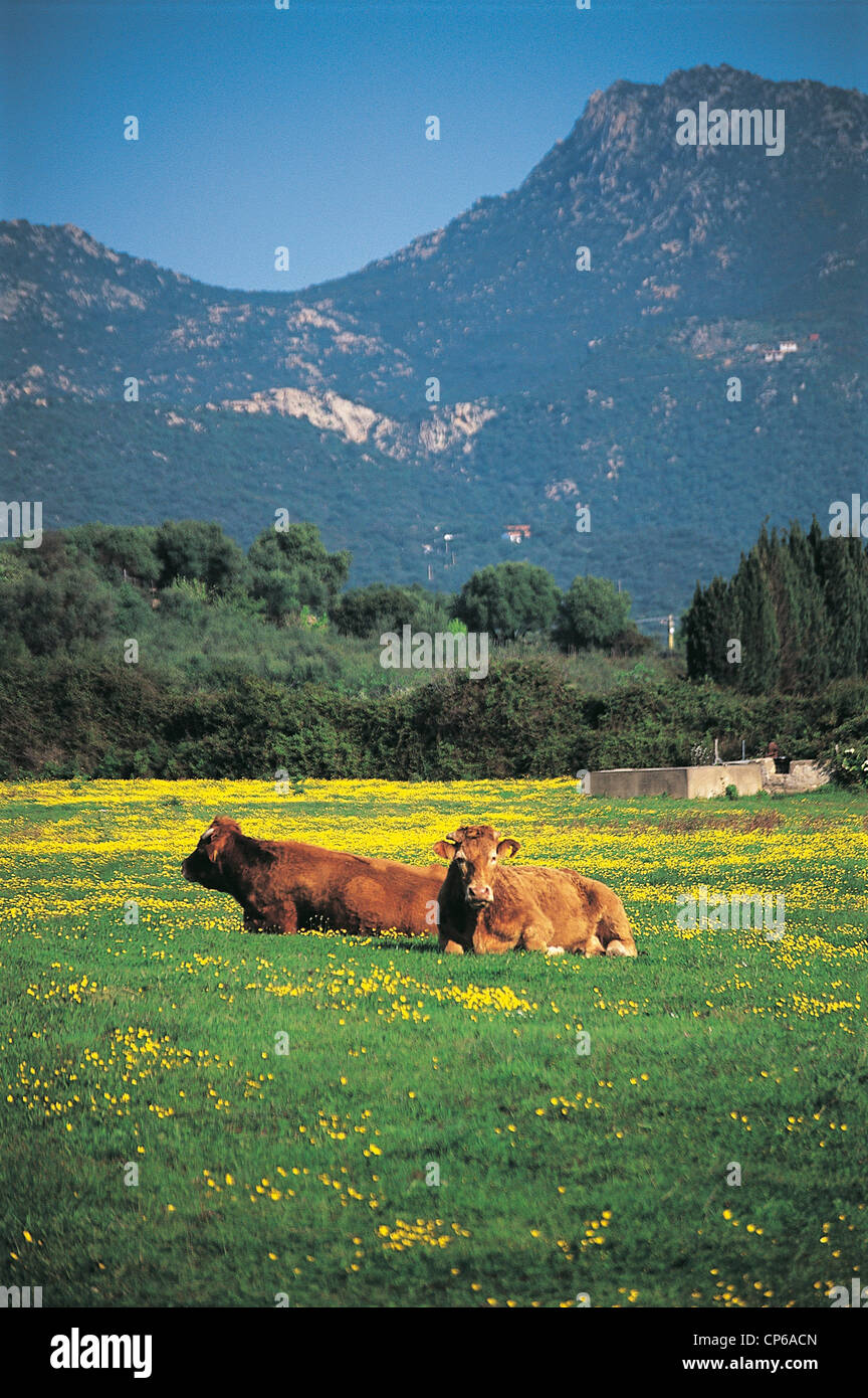 Sardaigne - Ogliastra - dragueur de mines. Banque D'Images