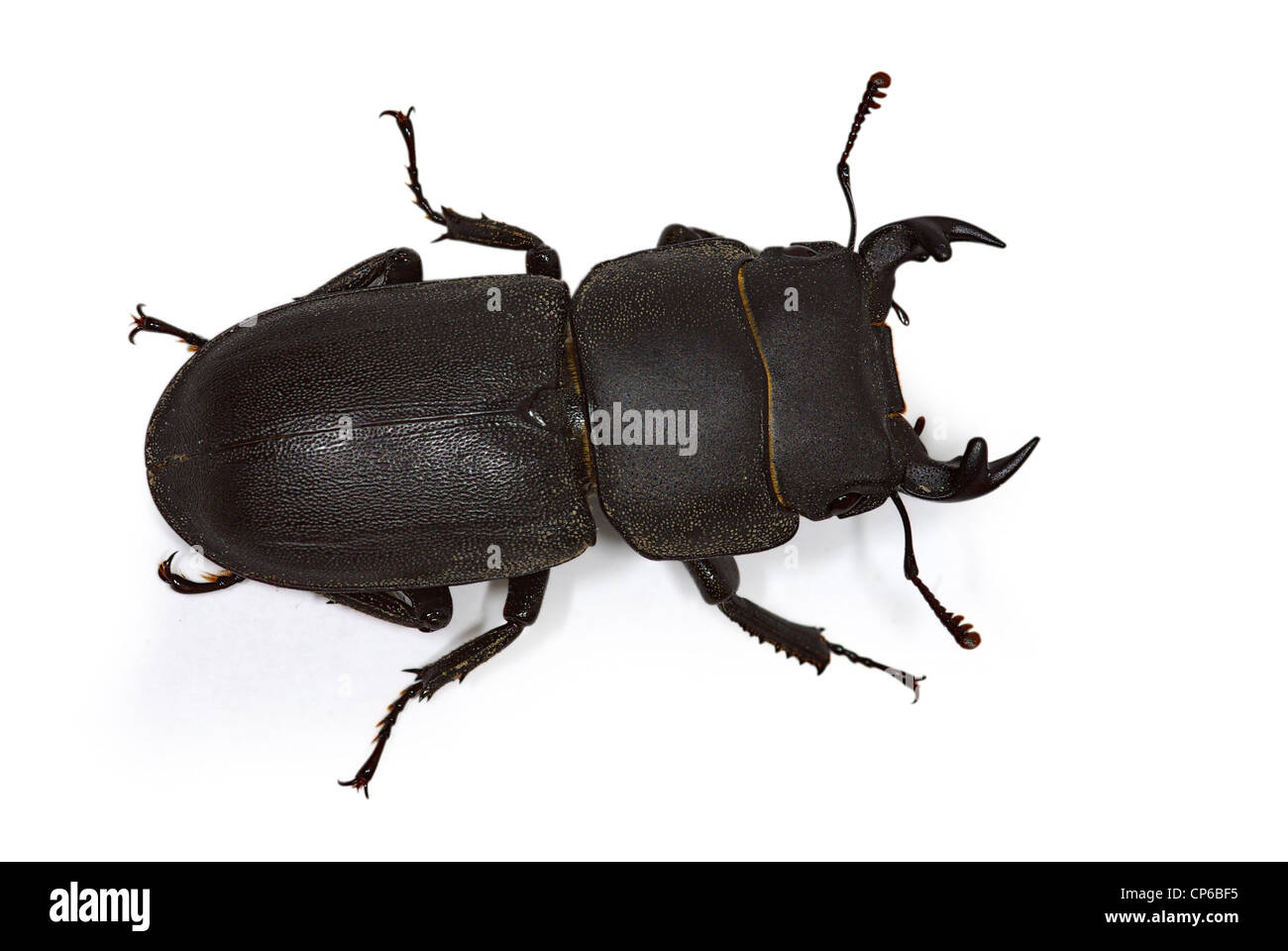 Dorcus parallelipipedus masculins (moindre décrue beetle) Banque D'Images