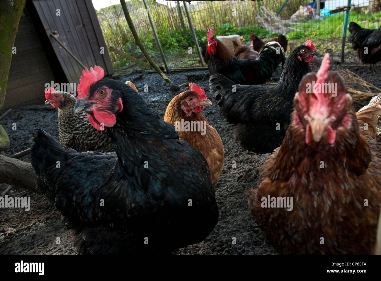 Des poulets dans leur enclos à curieux Banque D'Images