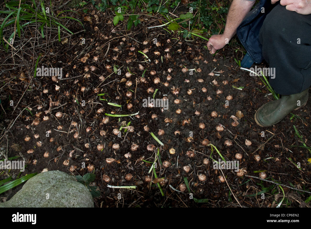 La plantation de bulbes de printemps jardinier dans une frontière préparé Banque D'Images