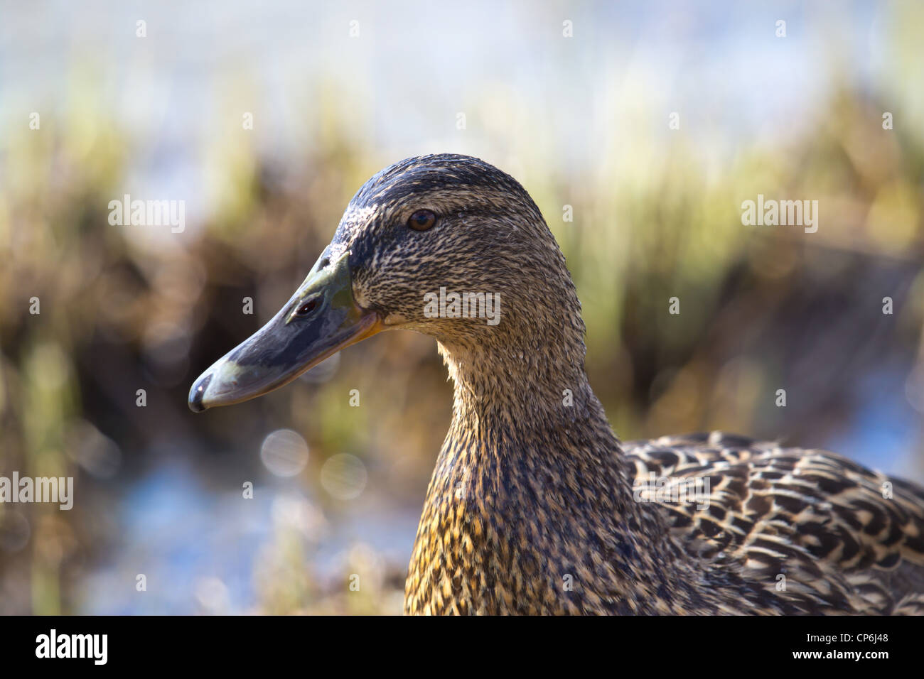 canard femelle Banque D'Images