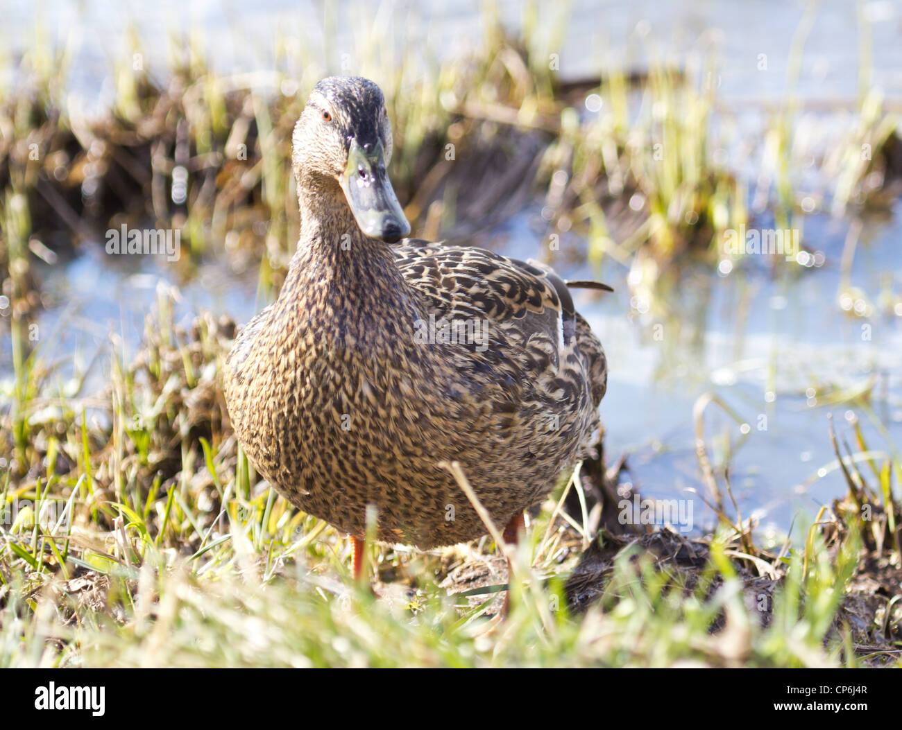 canard femelle Banque D'Images