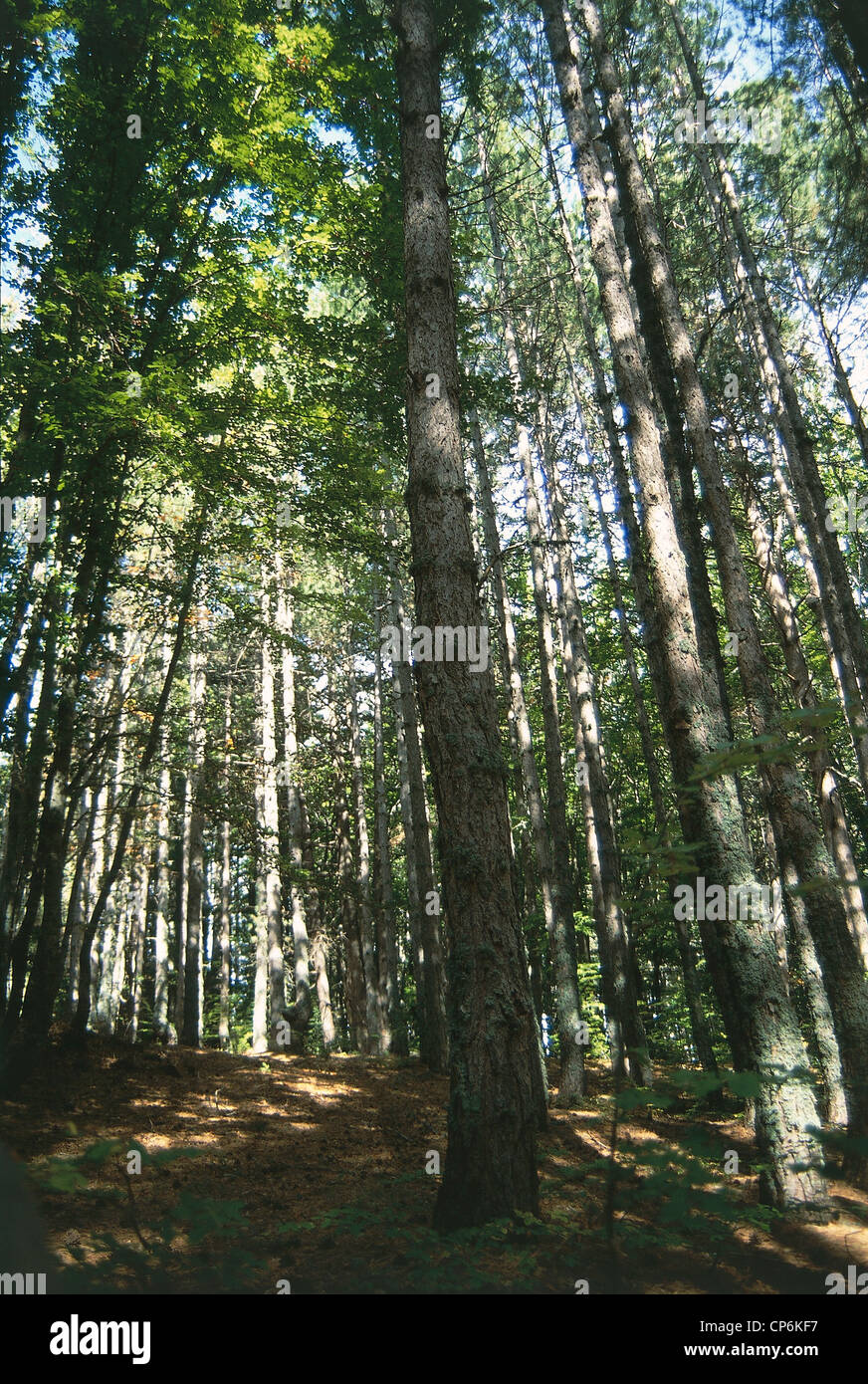 Calabre - Sila - mélèze forêt de pin noir (Pinus nigra) Banque D'Images