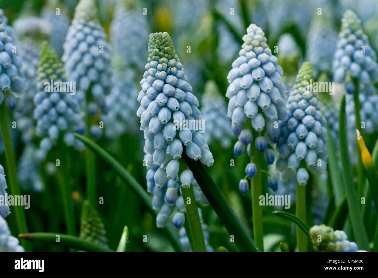 Muscari bleu de lumière macro botryoides Banque D'Images