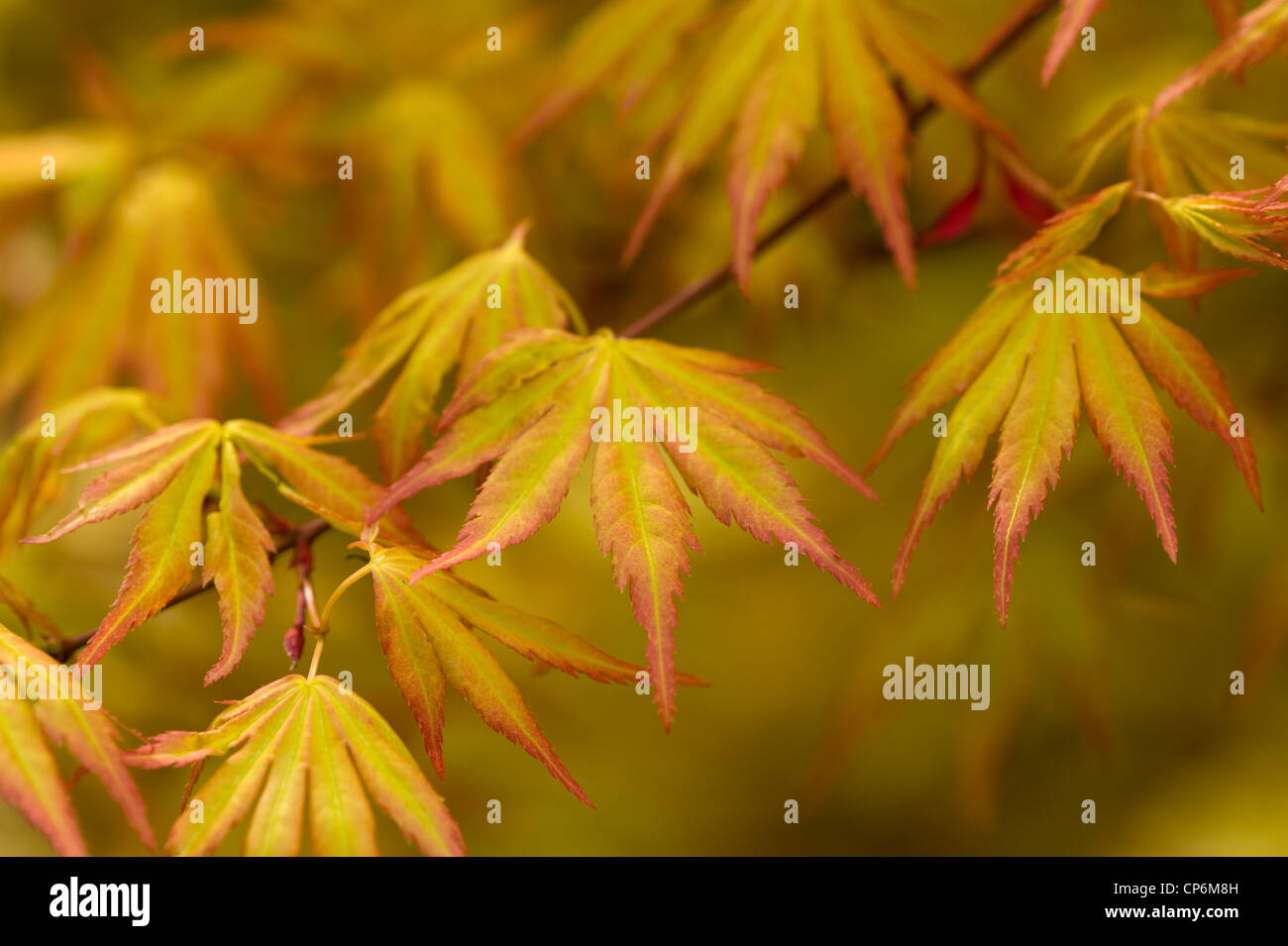 Au printemps feuilles acer japonais Banque D'Images