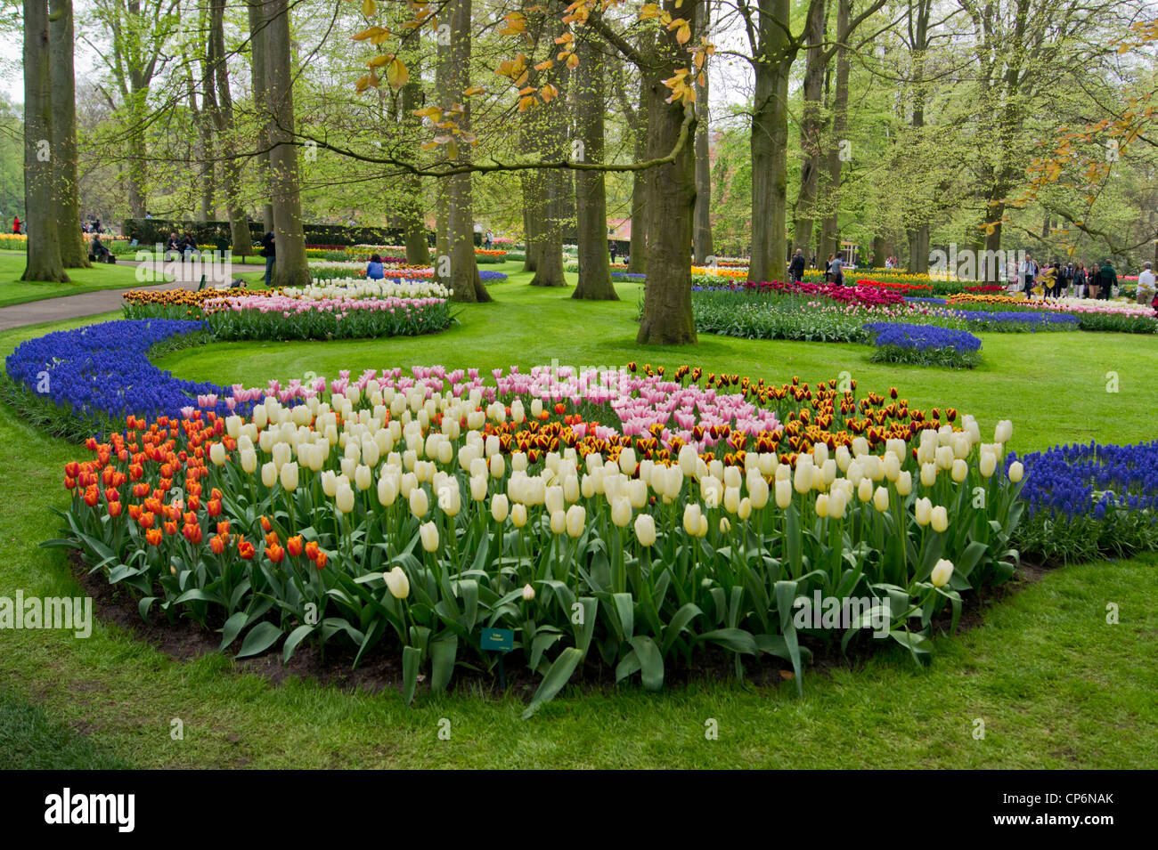 Parterres à Keukenhof Banque D'Images