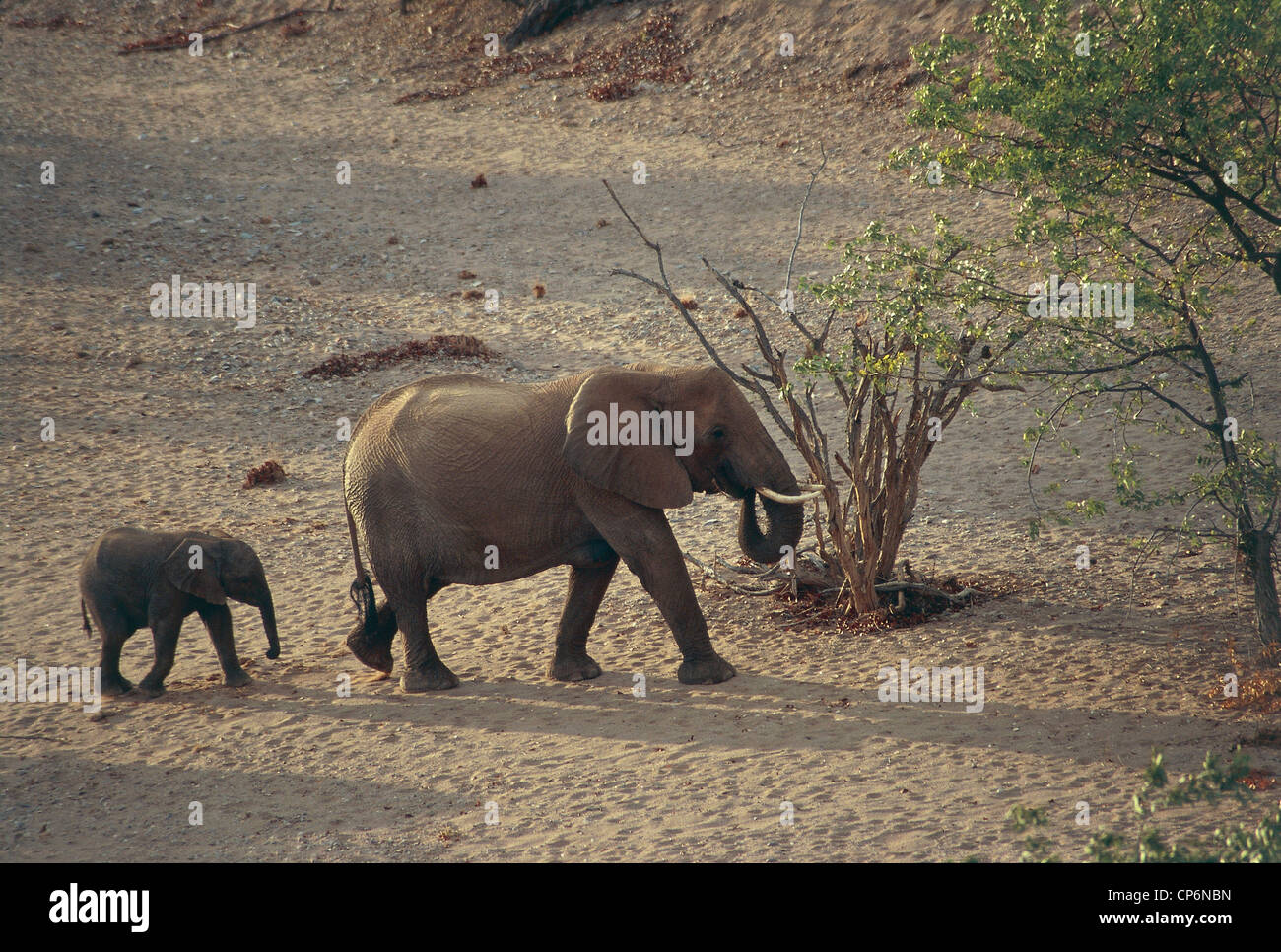 Zoologie - Mammifères proboscideans - avec un petit éléphant d'Afrique (Loxodonta africana). La Namibie, le Damaraland Wilderness Area Banque D'Images